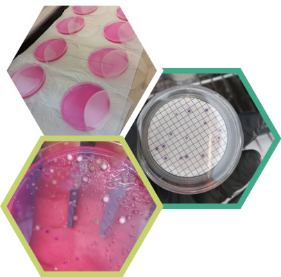 slide microbiologia